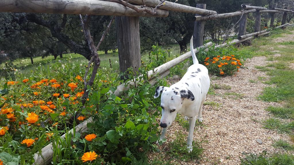 Apartamentos Rurales En Plena Sierra La Calera Zewnętrze zdjęcie