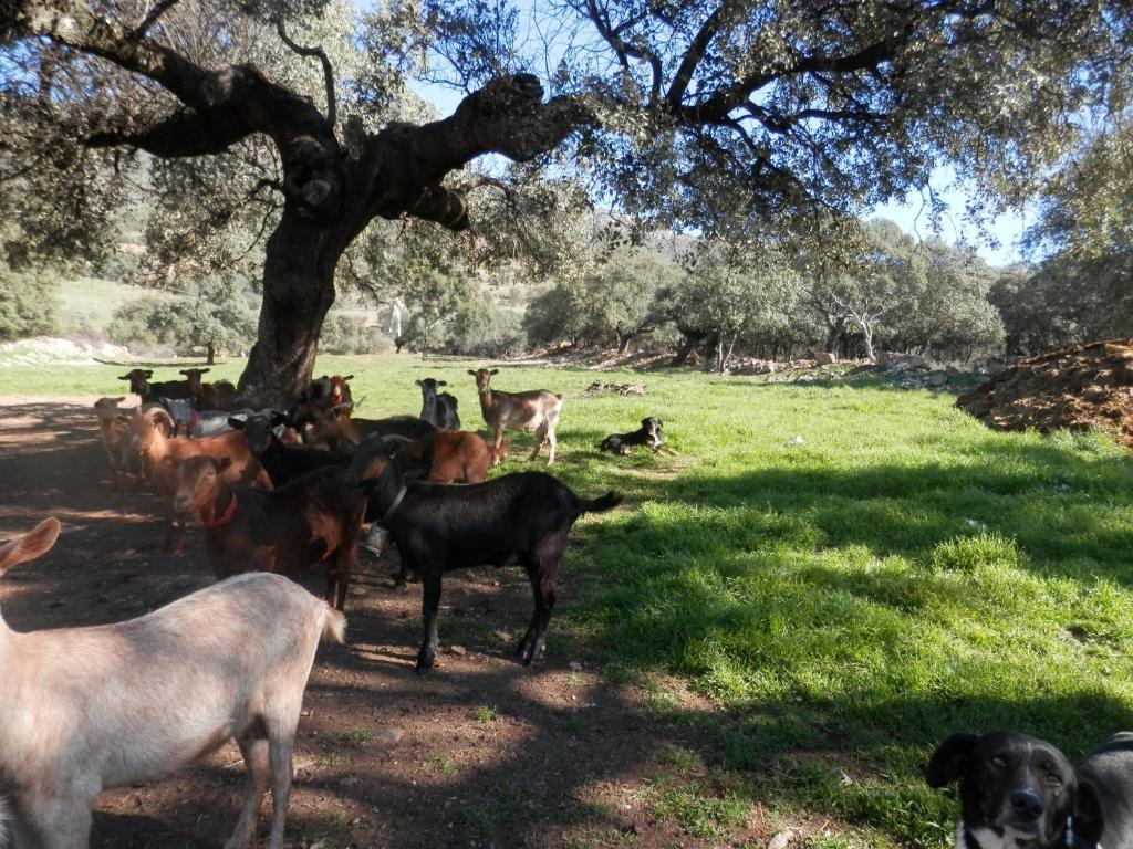 Apartamentos Rurales En Plena Sierra La Calera Zewnętrze zdjęcie